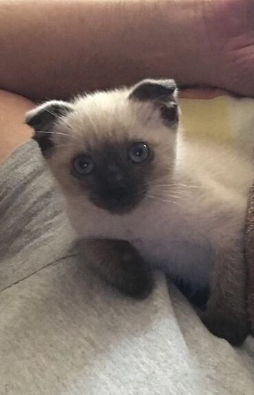 сиамская кошка цена: Siam, Erkək, Dişi