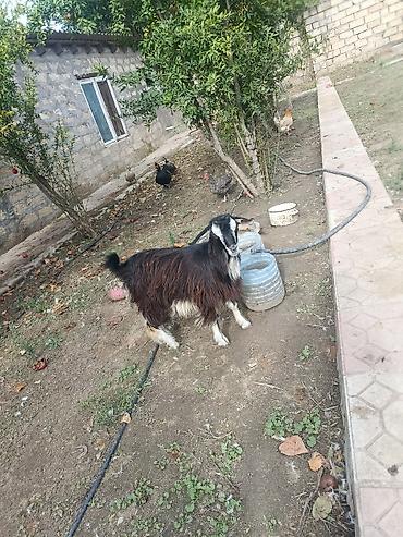 it ucun bit dermani: 15 kq 8 ayliq yerli heyvandi Şamaxıdan alinib. 11 kq balacadi çəpiş 4 — 2