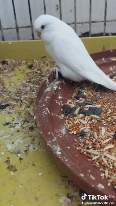 quş: Tutuquşları