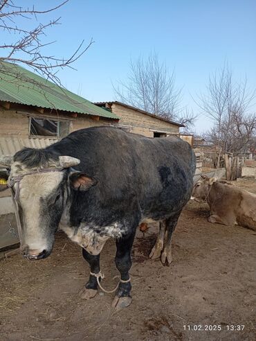 Коровы, быки: Продаю | Бык (самец) | Голштин | Для разведения | Искусственник