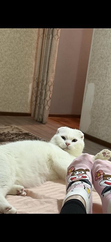 1 мальчик 2 котёнка: Кошка даром: Скотиш Фолд (Шотландская вислоухая), 1 год, Мальчик, Кастрирована, Приучена к лотку, С прививками — 5