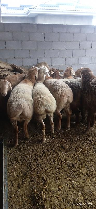 Баран, овца: Продаю | Баран (самец) | На забой — 5