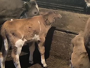 Коровы, быки: Продаю | Музоо, торпок | Для молока | Привязанные — 2