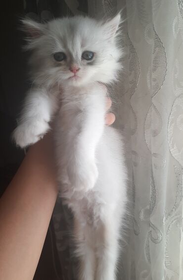 Şinşilla, Erkək, Dişi, Yaxşı əllərə, Ünvandan götürmə