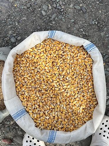 Кукуруза в зерне - Натуральные сухие зерна кукурузы, жёлтого цвета — 1
