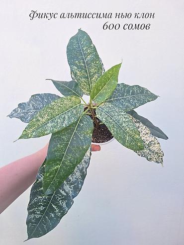 фикус: 🪴 Фикусы разных сортов в продаже. 🌿 Названия сортов и цены указаны на — 6