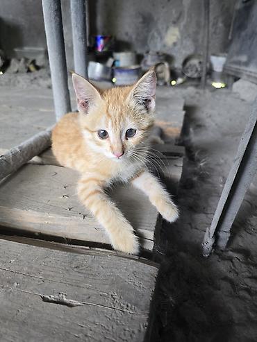бездомные кошки: 2 месяца, Мальчик — 4