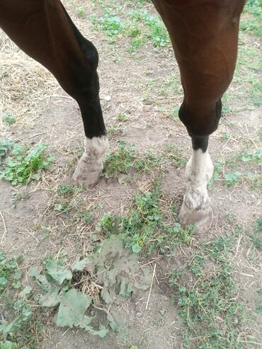 Лошади, кони: Продаю | Жеребец | Конный спорт, Для разведения, Рабочий | Племенные, Осеменитель, Мерин — 6