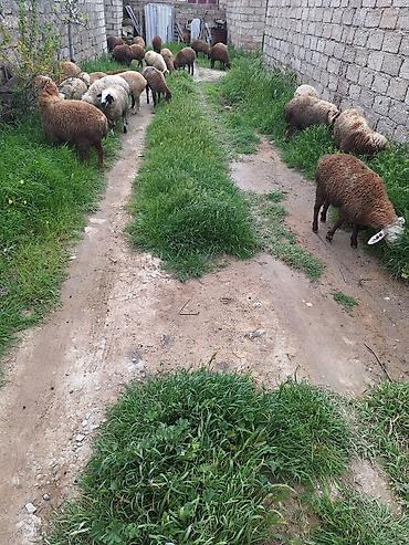 Qoyunlar, qoçlar: Qoyun sürüsü – 20+ baş - Cins: yerli qarışıq (ağ, qəhvəyi və tünd — 6