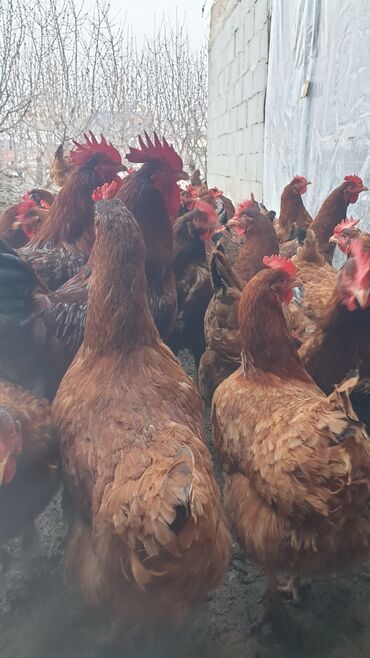 гнездовой домик для волнистых попугаев: Продаю инкубационное яйцо породы Тоджон Ханхяп. Цена 50 сом at lalafo.kg гнездовой домик для волнистых попугаев: Продаю инкубационное яйцо породы Тоджон Ханхяп. Цена 50 сом