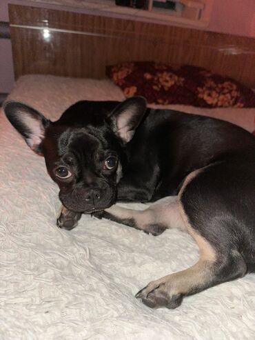 собака домашняя: 7 месяцев, Самка