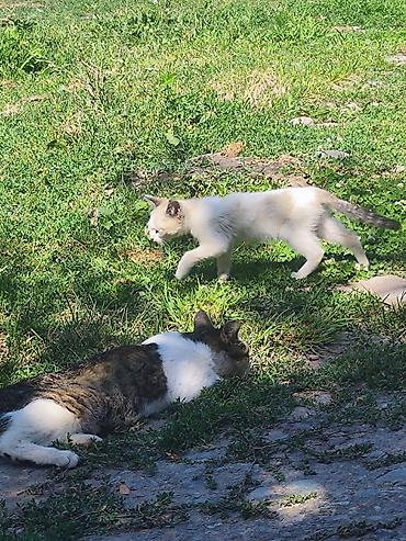 кошка беловодск: 🐾 Три маленькие жизни ищут свой дом… 🐾 У нас есть три котёнка — одна — 2