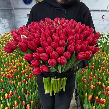 Цветы и букеты: Тюльпаны тепличного выращивания — срезка оптом. - Цвета — 2