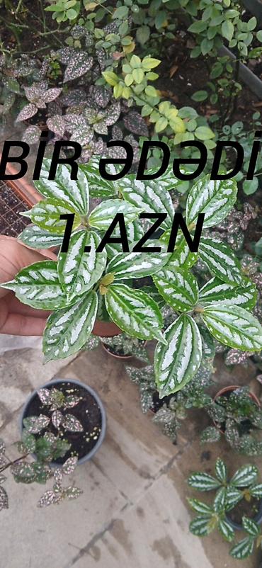 Otaq bitkiləri: Otaq bitkiləri – dekorativ yarpaqlılar - Növlər: - Pilea cinsi – — 1