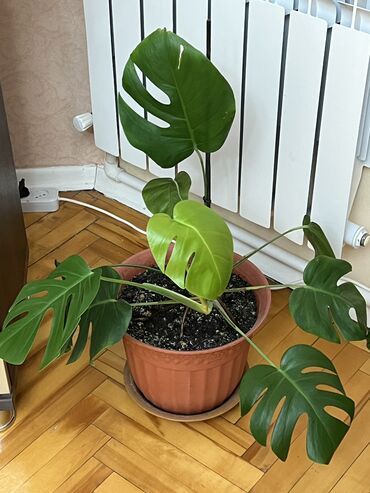 güldəfnə bitkisi: Monstera tam saglam