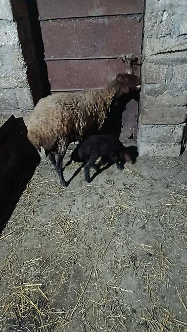 Бараны, овцы: Ana qoyun balası ilə birlikdə - Növ: Qoyun (ana) və quzu - Rəng: Ana — 1