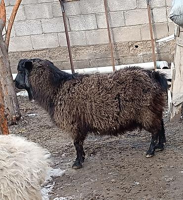 Баран, овца: Продаю | Баран (самец) | Для разведения | Матка — 4