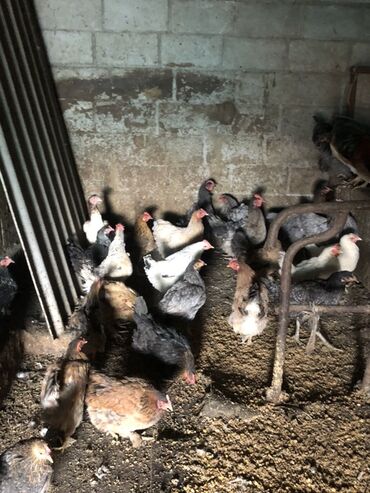 продаю в связи переездом: Продаю | Куры | Домашняя | Для разведения