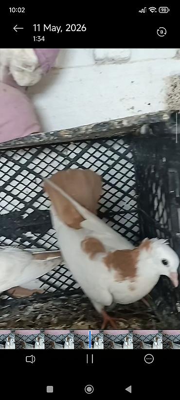 qara toyuq quşu: 3 eded hazır ucurtmali hallardır 2 destdir 1 nin quyrugunda 3 sarısi — 6