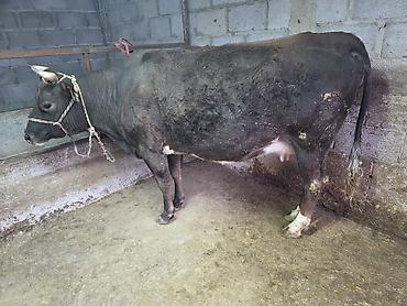 Коровы, быки: Продаю | Корова (самка) — 3