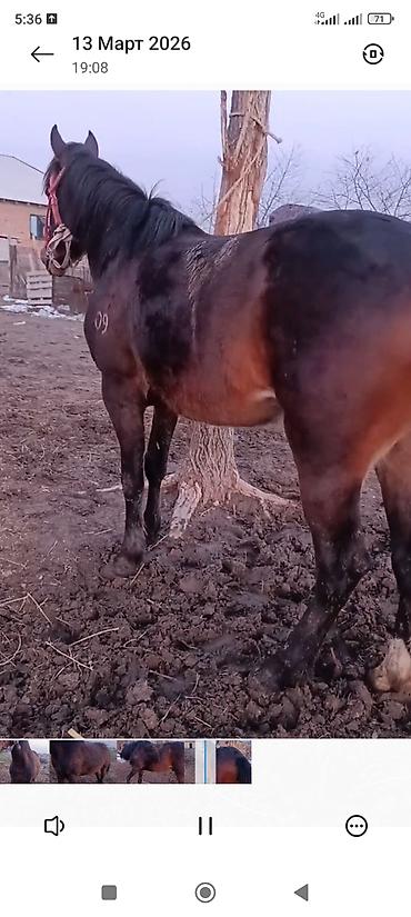 Лошади, кони: Продаю | Жеребец | Рабочий — 7