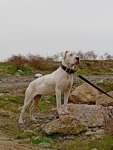 bull terier: Doq, 1 il, Dişi, Peyvəndli, Ünvandan götürmə, Ödənişli çatdırılma