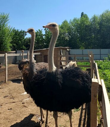корова дойный: Төө куштар сатылат