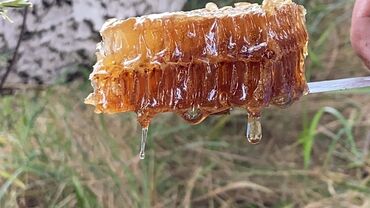 təmiz qoz: Temiz Laçın Balı🍯
Şan-50 azn(1kilo)
Süzme -35 azn(1kilo)
E