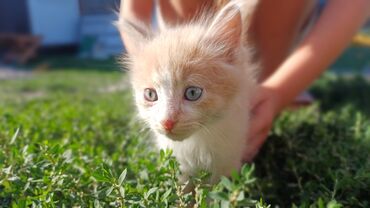 отдам котенка в добрые руки: 2 месяца, Мальчик, Приучена к лотку