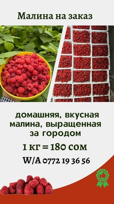 купить саженцы малины полька: Малина Оптом, Бесплатная доставка