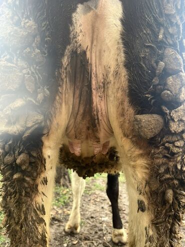 Коровы, быки: Продаю | Бык (самец) | На откорм | Привязанные — 6