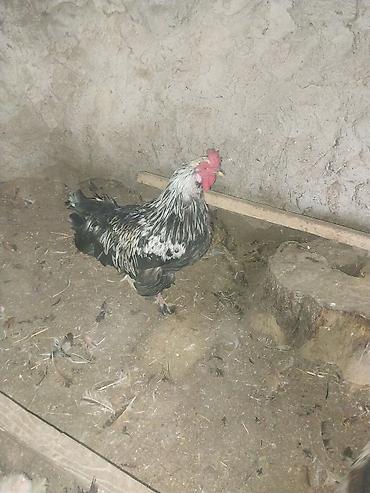 çöl xoruzu: Satılır: xoruz.Buzovnada. - Rəng: qara-ağ qarışıq (gümüşü boyun — 2