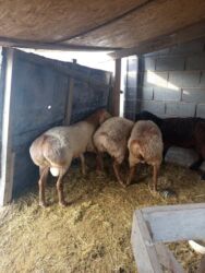 продажа баранов в бишкеке: Сатам | Ургаачы кой (ургаачы), Козу, Кочкор (эркек) | Арашан | Союуга, Көбөйтүү үчүн, Жүн үчүн | Асыл тукумдуу, Бооз, Токту