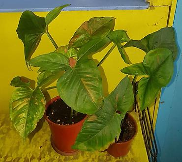 Другие комнатные растения: Продам комнатные цветы, в хорошем грунте, не тепличные, ухоженные — 8