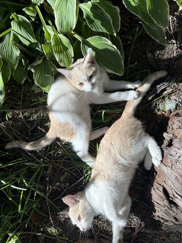 котёнк: Два котёнка ищут хозяина. Скоро холода. Хозяин найдись 🙏🏻 даром