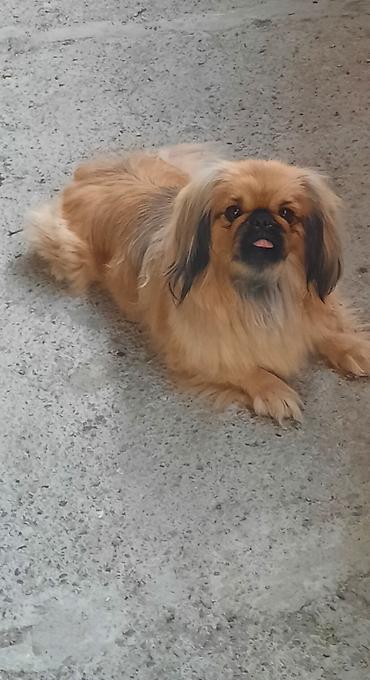 itler gence: Pekines, 4 il, Dişi, Peyvəndli, Ünvandan götürmə, Ödənişli çatdırılma — 6