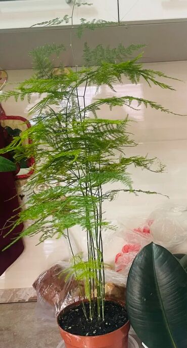доп свет: Аспарагус перистый (Asparagus setaceus) в горшке.699 сом в селе кок