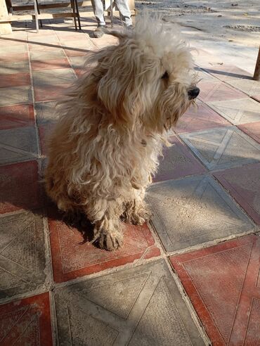 İtlər: Bişon Frize — 6