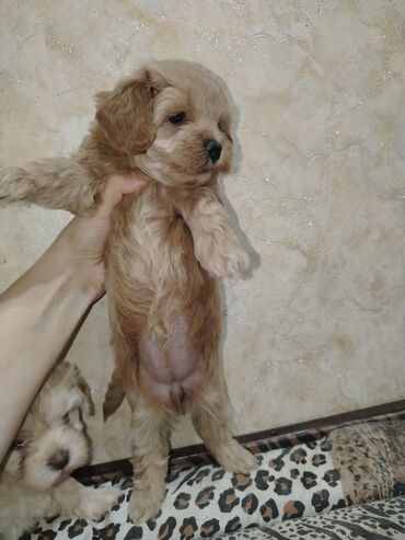 İtlər: Mini və mikro maltepoo cinsli balalar rəngləri 2 qırmızı(red) 1 — 9