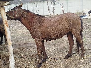 Лошади, кони: Продаю | Конь (самец) | Кара Жорго | На забой, Для разведения, Рабочий | Осеменитель — 8