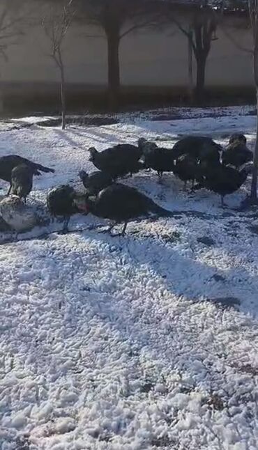 Индюки: Продаю | Индюшка (самка) | Северокавказская | Для разведения | Племенные at lalafo.kg — 5 Индюки: Продаю | Индюшка (самка) | Северокавказская | Для разведения | Племенные — 5