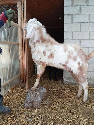 Козы, козлы: Продаю | Коза (самка) | Для разведения — 8