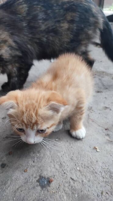 купить вислоухого котенка в бишкеке: 2 месяца, Мальчик