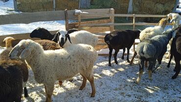 Бараны, овцы: Продаю | Баран (самец) | Полукровка | Для разведения | Кастрированные — 3