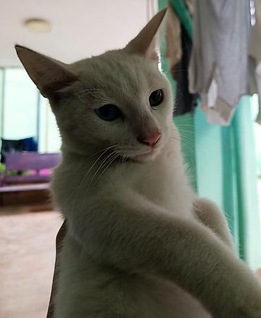 pitbul satilir: 🐱 AĞ RƏNGLİ, FƏRQLİ GÖZLƏRƏ SAHİB PİŞİK SATILIR 🤍 Çox gözəl və baxımlı — 2