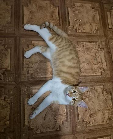 Отдам даром кошку: Кошка даром: Экзотическая, 1 год, Мальчик — 3