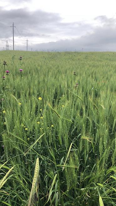 gunluk bağ evləri bakı: 7500 sot, Kənd təsərrüfatı, Mülkiyyətçi, Kupça (Çıxarış) — 2