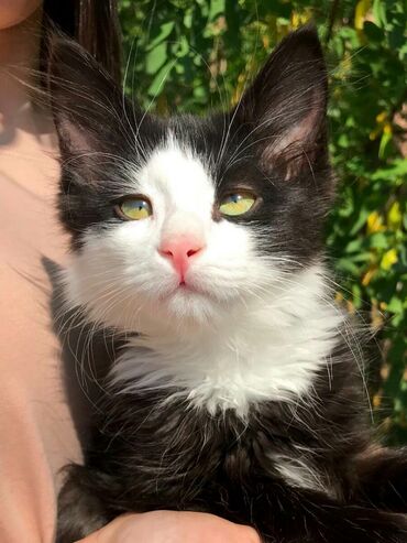Животные: Отдам котенка в добрые руки Возраст 3 месяца Окрас черно белый