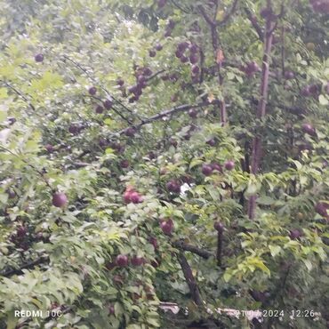 Torpaq sahələrinin satışı: 25 sot, Mülkiyyətçi, Kupça (Çıxarış) -da lalafo.az — 9 Torpaq sahələrinin satışı: 25 sot, Mülkiyyətçi, Kupça (Çıxarış) — 9