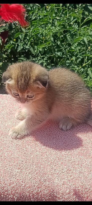 кошка скоттиш фолд цена: Скотиш Фолд (Шотландская вислоухая), 1 месяц, Девочка, Золотая шиншилла, Приучена к лотку, Проглистована — 10